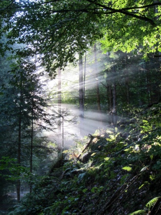 Sonnenspiegelung im dunstigen Wald in Regitt. Z26