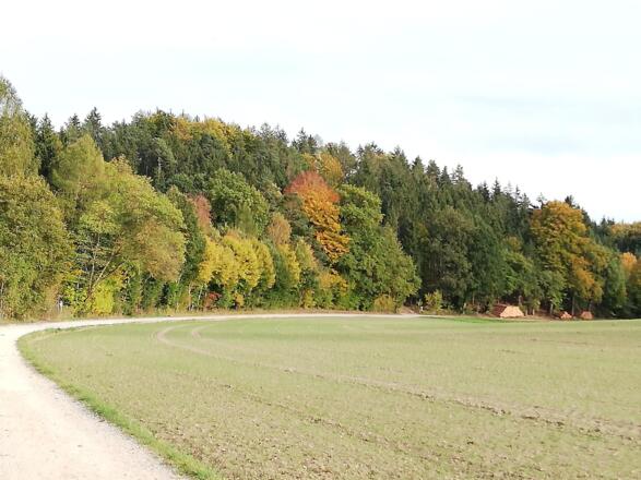 Zwischen der Wallfahrtskirche Herrnrast und dem Waldrand