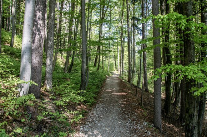 Durch den Wald zu den Barmsteinen