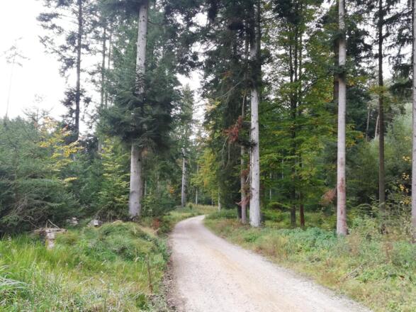 Im Waldwandergebiet Reichertshausen-Paunzhausen-Ilmmünster