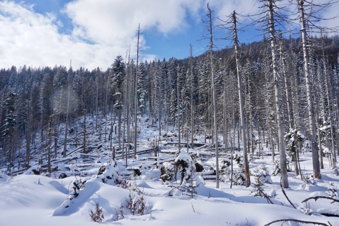 Urwald Nähe Hirschbachschwelle