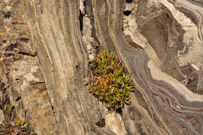 Nur speziell angepasste Pflanzen wie das Polster bildende stängellose Leimkraut können in Felsritzen zwischen versteinerten Lagunen überleben speziell angepasste Pflanzen wie das Polster bildende stängellose Leimkraut können in Felsritzen zwischen ve