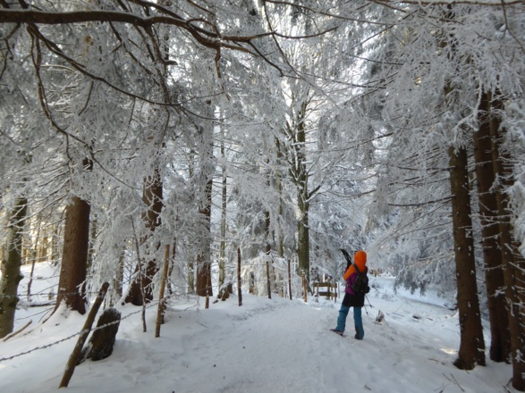 Im Bergwald auf dem Grat