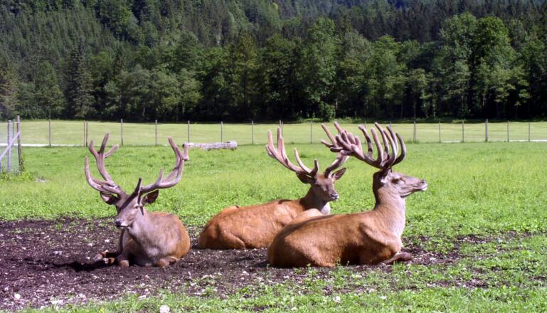 Gehege Baumschlagerreith 724m