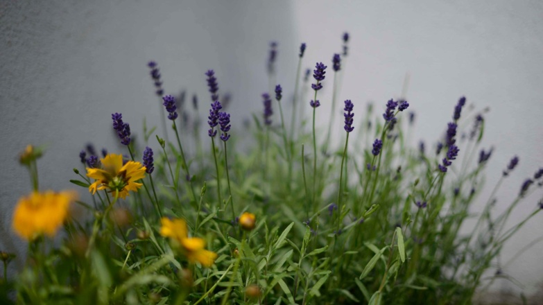 Aussenansicht im Sommer