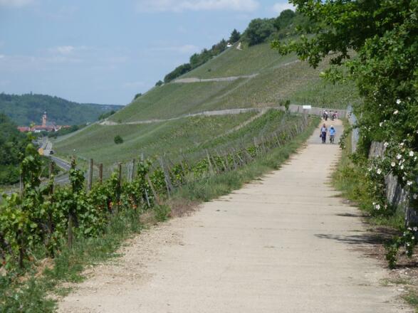 Panoramaweg in den Weinbergen vor Sommerhausen