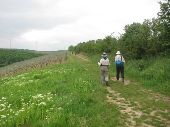 Zwischen Wipfeld und Schwanfeld