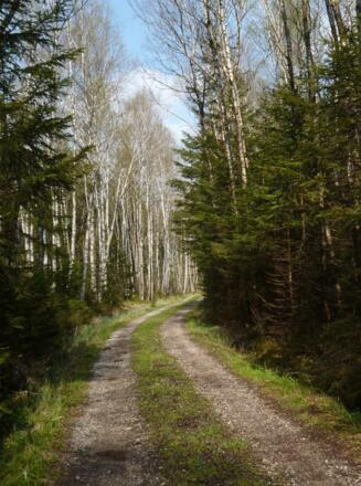 Hin und wieder werden kurze Waldstücke durchquert.