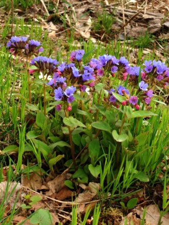 Blumenpracht in den Itzwiesen