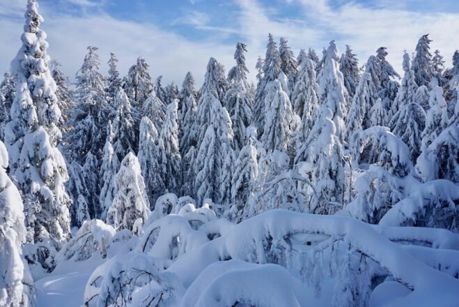 Winterwald auf der Käsplatten-Südseite