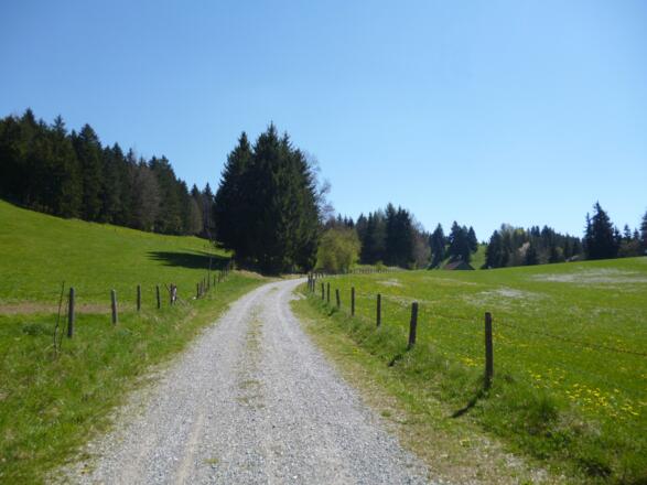 Der Weg von Schongau hinauf in Richtung Schlossberg und Kalvarienberg führt zuletzt idyllisch durch saftig grüne Wiesen.