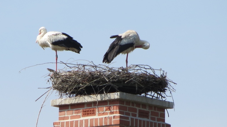 Störche Bad Rodach