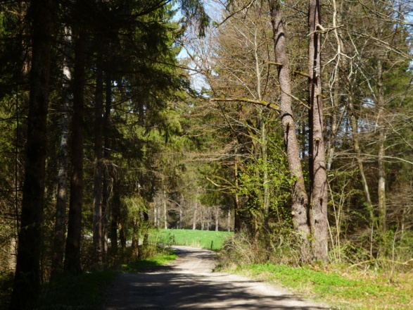 Breite Schotterwege führen durch den Wald zurück in Richtung Seeshaupt.