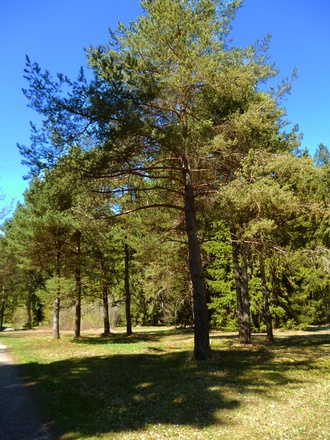 Die parkähnliche Landschaft der Heidewiese.