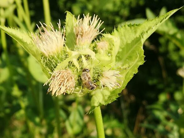 Biene auf der Blumenwiese