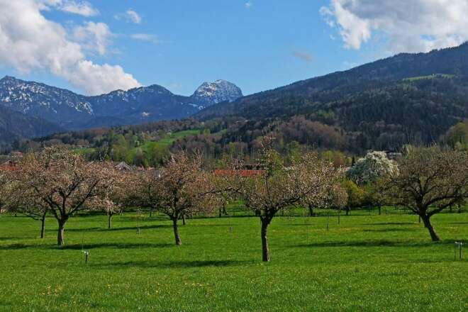Blühende Obstbäume vor dem Wendelstein