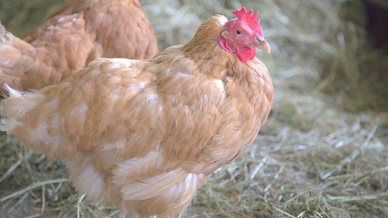 Bauernhof Hinterstrasser