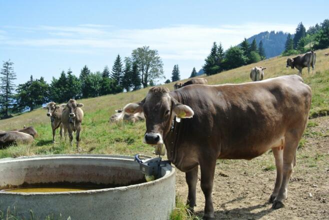 Unser Allgäuer Braunvieh