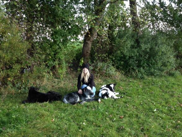 Kälber auf der Weide