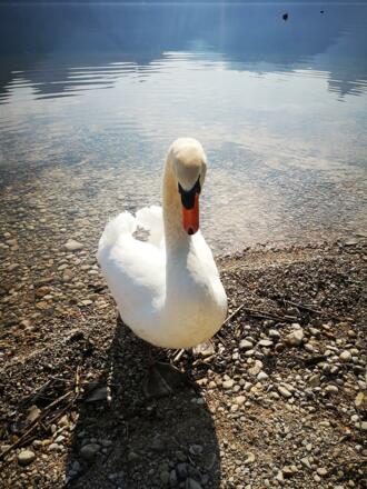 zutraulicher Schwan am Badegrund