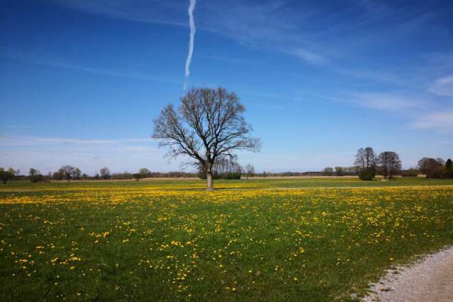 Löwenzahnblüte Bad Feilnbach