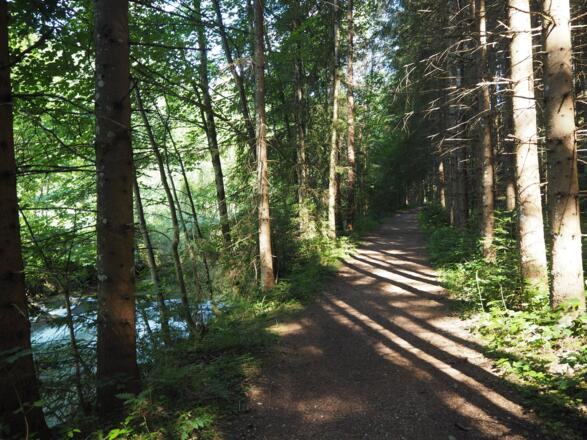 Waldweg entlang des Dambaches vor Windischgarsten