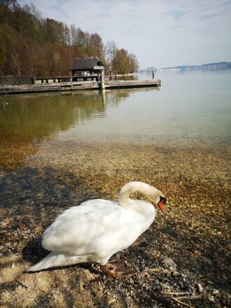 Schwan zu Besuch am Badeplatz