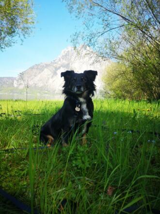 Dobby, süßer Hund am Badeplatz