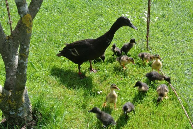 Unsere kleine Entenfamilie