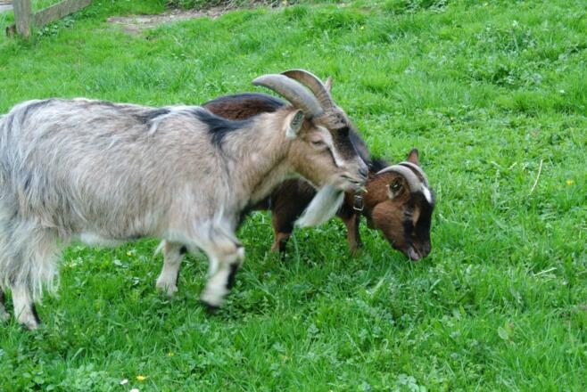 Unsere Ziegen