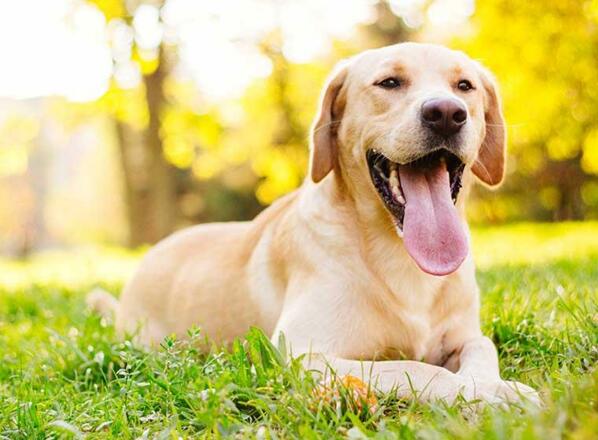 hund-im-sommer-760x560