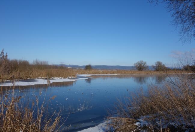 Alte Donau - Altwasser