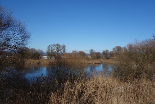 Alte Donau - Altwasser