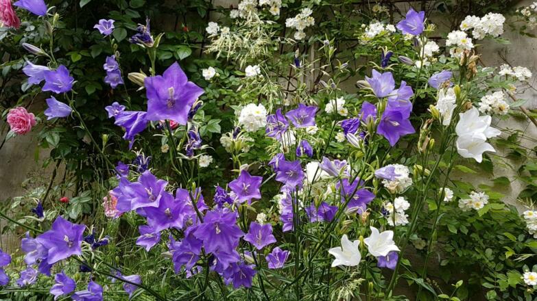 Garten Apartment Alber