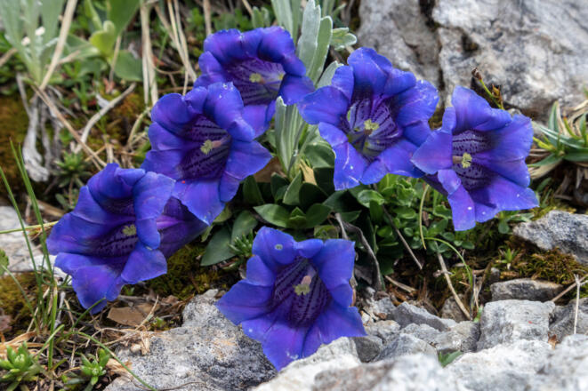 Enzian am Großen Pyhrgas.