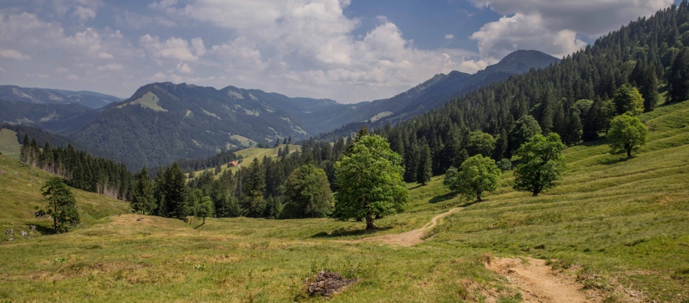 Bergahorngarten am Hochgrat