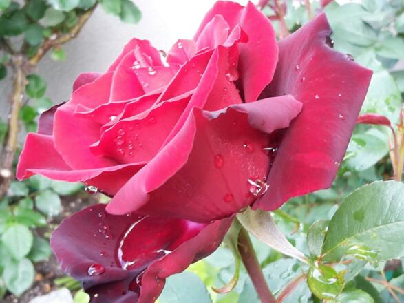 Rosengarten Apartment Alber