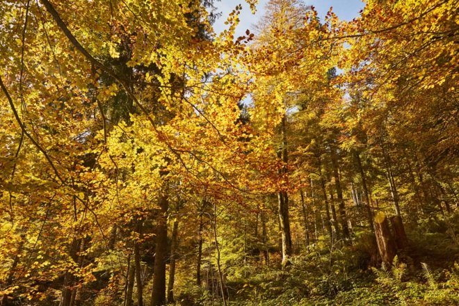 Wald im Bergsteigerdorf Kreuth