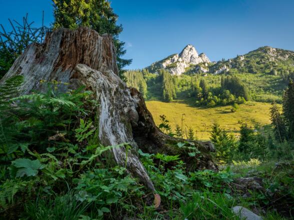 Blick zum Roß- und Buchstein