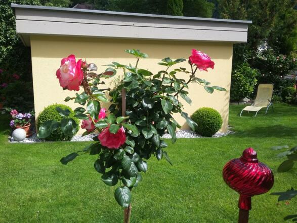 Garten mit Liegewiese Ferienwohnungen Alber