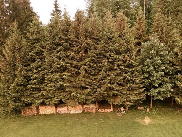 Hinter dem Haus - Spielwiese und Wald