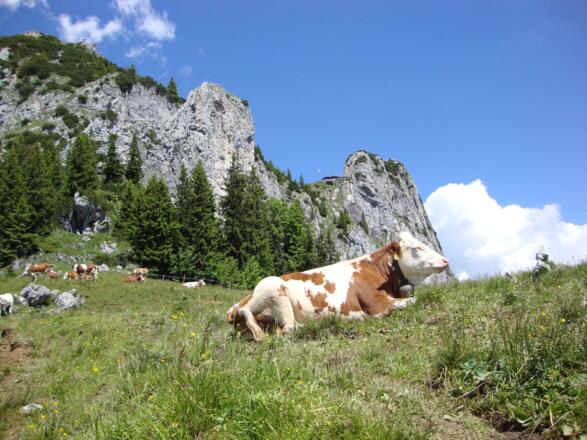 Almsommer unter der Tegernseer Hütte