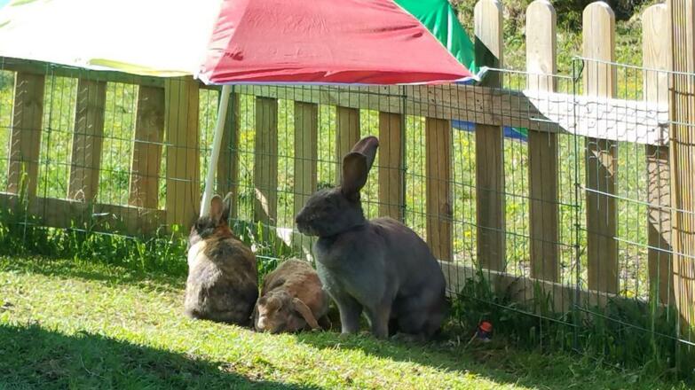 Unsere Kaninchen
