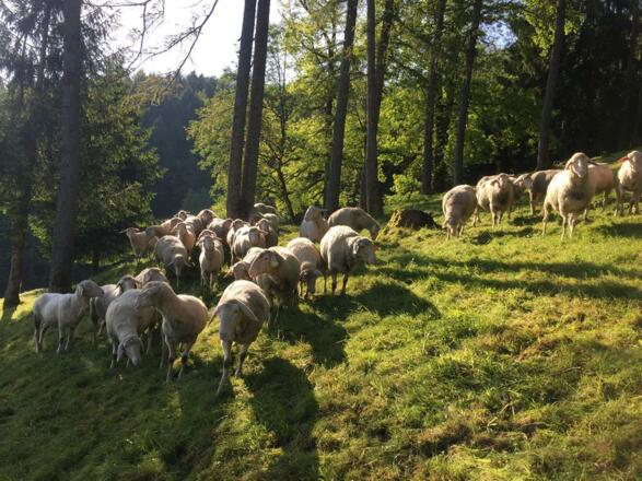 Schafe auf der Lärchenwiese