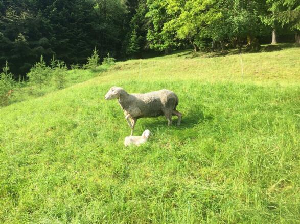 Schaf mit Lamm