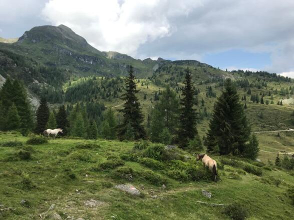 Alm oberhalb des Wirpitschsees