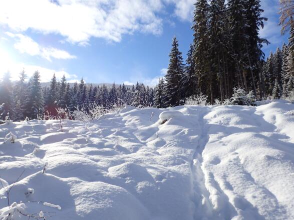Im unteren Teil abwechselnd über kurze freie Flächen und durch Hochwald
