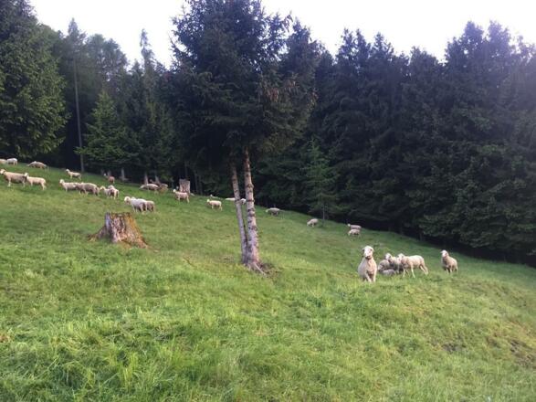 Schafe auf der Almwiese