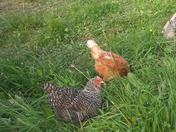 Unsere Hühner Wally und Lotte