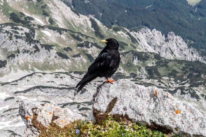 Alpendohle im Gipfelbereich des Großen Pyhrgas.